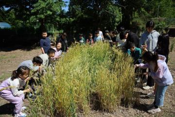 칠곡초, 밀사리 체험으로 전통과 환경을 잇다